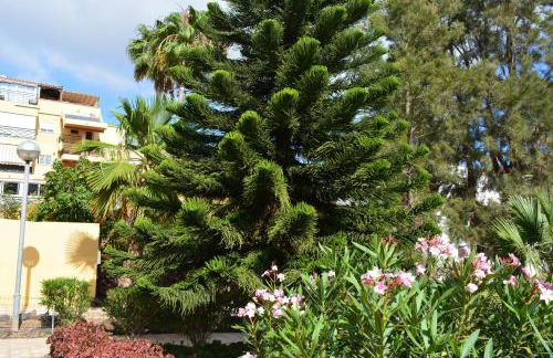 THE TEIDES WINDOW swimming pool LA VENTANA DEL TEIDE - Foto 58