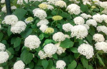 Herberge im "alten Pfarrhaus" in Schmergow am Havel-Radweg - Foto 22