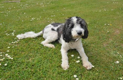 2 Bed in Shaftesbury oc-28678 - Foto 15