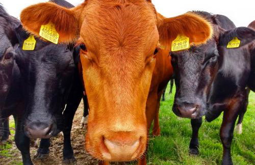 The Nook Cottage In The Heart Of Northumberland - Foto 27