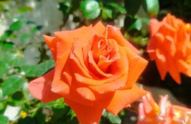 Emmanuel's Summer House - Foto 35