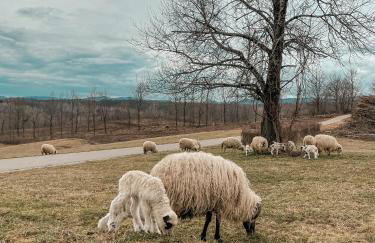 Apartment Melissa - Foto 9