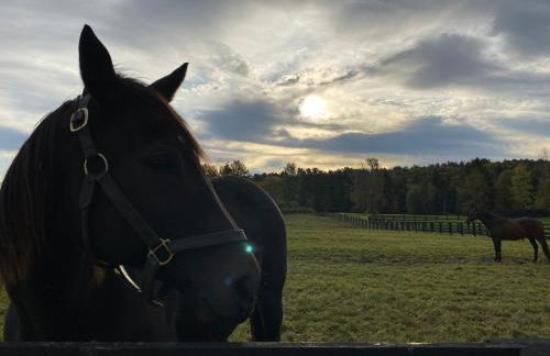 NEW 3 bedroom - Thoroughbred Farm & Lake Views! - Foto 2