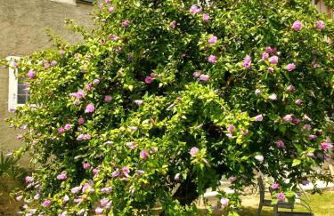 Pyrenees Vue Gite - Le Plus Commentaires Positifs - Vues Fantastique, Tres Bon Petit-Déjeuner, Calme, Piscine, Parking - Foto 35