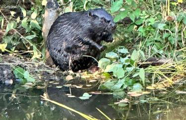 Osada Gęsin - Foto 29