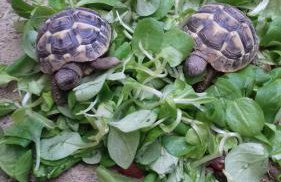 Mas des Oliviers - Foto 24