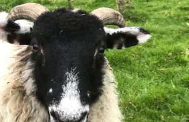 Luxury self-contained cottage for two with hot tub - Foto 6