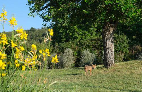 La Locanda Volpaia - Foto 67