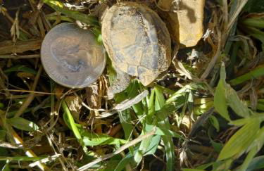 serenity cabins forest view - Photo 20