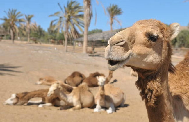 Oasis Wildlife Strongventura - Photo 1