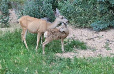 Woodland Park Scandi Cabin, Mtn Views & Hot Tub - Foto 10