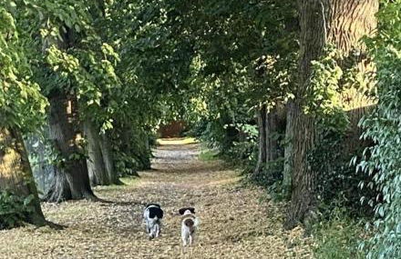 1br-balcony-petfriendly-garden-free Parking - Foto 46