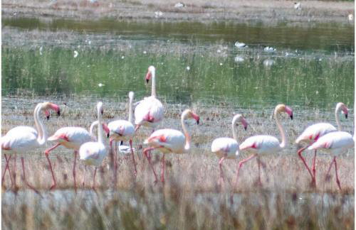 Zoi House by RentalsPro - Agios Mamas Halkidiki - Foto 18