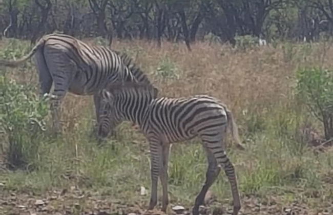 Tata Farm Lodge - Foto 23