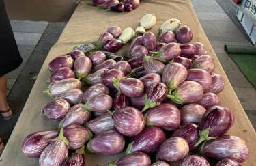 La Terre du Midi à Sérignan - Foto 34