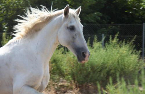 The Dragonfly Retreat - Photo 27