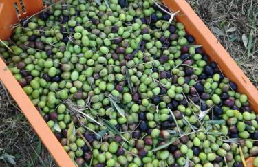 Agriturismo Campolungo - Foto 48