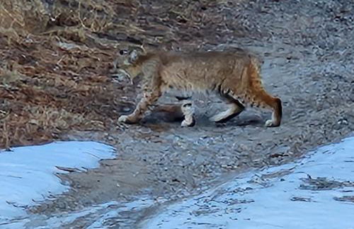 Cozy Mountain Home with Great Views, Deck & WiFi - Photo 44