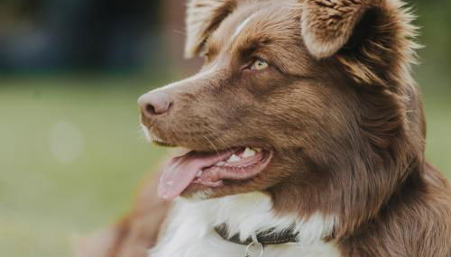 Pferdeidylle direkt neben Berlin in Dallgow - Foto 2