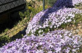 Apartament Hakerówka - Foto 3