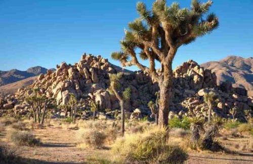 Marriott Desert Springs Villas I - 1BD - Foto 58