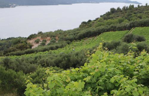 apartman bogoje zapad - Photo 5