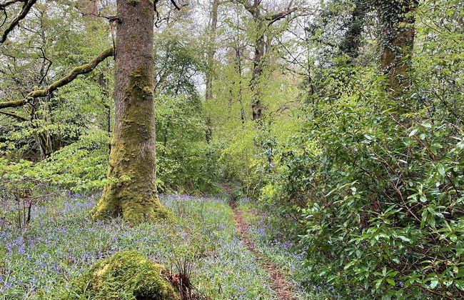 Cosy Woodland off Grid Shepherds Hut - Rowan - Foto 18