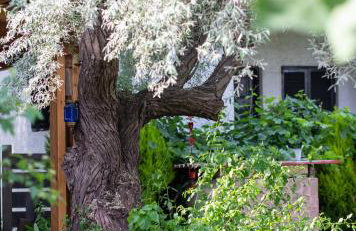 Villa Menie - Golden Fig Sykia lodge - Foto 51