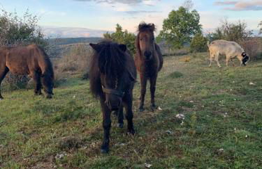 Cabañas Buenache - Foto 26