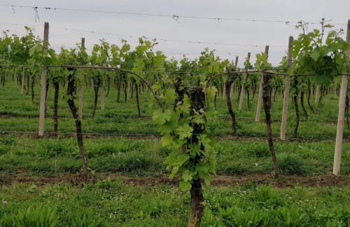 Agriturismo L'Albara - Wines, Pool & SPA - Foto 67