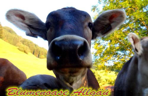 Blumenoase Allgäu - Foto 31