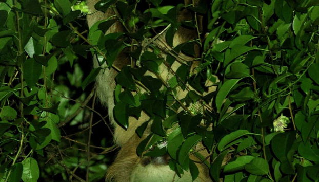 Uma preguiça-de-dois-dedos escondida