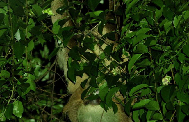 Trekking serale a Oktari Monteverde - Foto 6