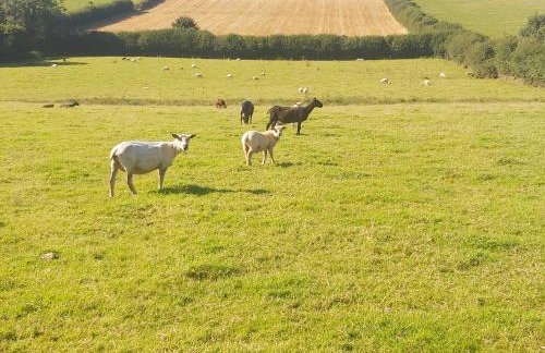 Cuckoo's Nest - Foto 16