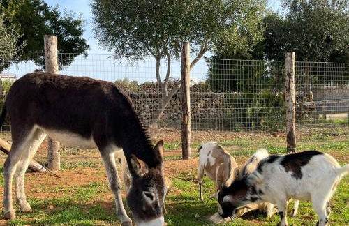 MASSERIA SCALEDDA - Foto 23