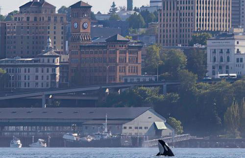 Old Tacoma Victorian Charm with water views - Foto 2