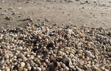 Ferienwohnung mit Terrasse - Insel Usedom - Foto 53