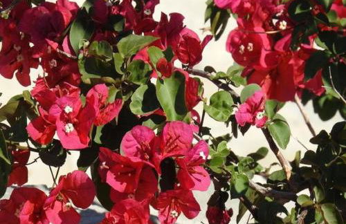 Villa in Makry Gialos Near Sandy Beach - Foto 41