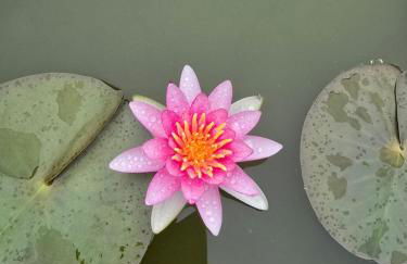 Beautiful Basement Suite & Outdoor Oasis - Photo 23