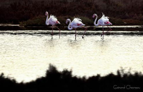 CASA BEACHCOMBER Le jardin des Arts - Foto 70