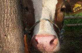 Jaiterhof - Photo 35