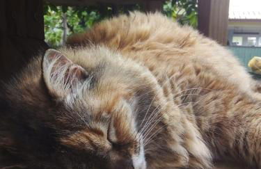 Atelier House - Foto 16