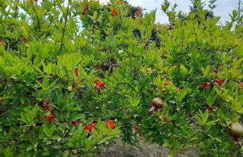 Ktima Rodies in Neochori Zacharo - Foto 36