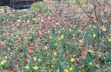 La cabane des écureuils - Foto 34