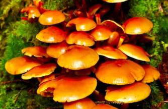 Riverside Lodge in Killiecrankie - Foto 15