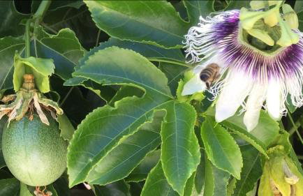 BIO Garden Stonehouse - Foto 53