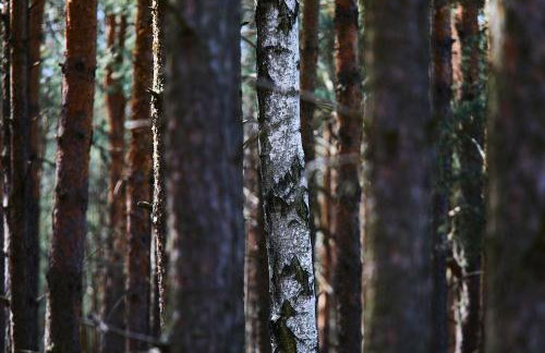 Nowa Stodoła - Foto 12