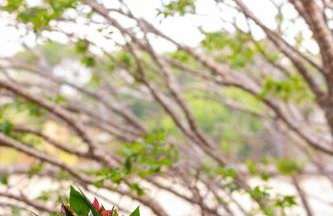 Recanto dos Passaros - Wifi Garagem Gourmet - Foto 30