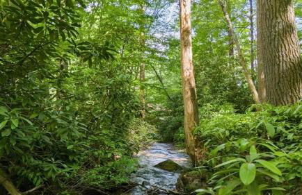 Tree Top Mountain Lodge - Photo 67