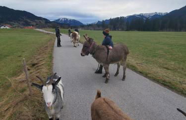 Biohof Dimper - HühnerNest - Foto 17